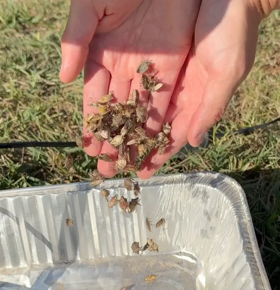 Stink bugs collected in the trap pan
