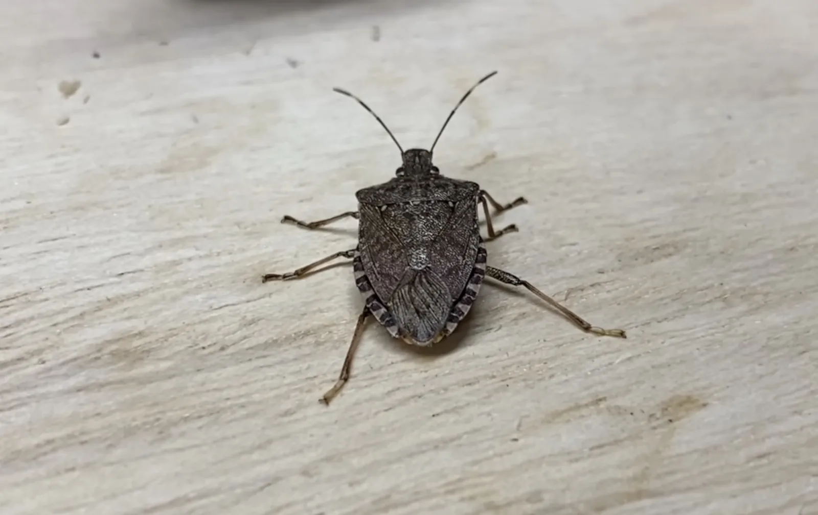 Close-up of a brown marmorated stink bug seen from above