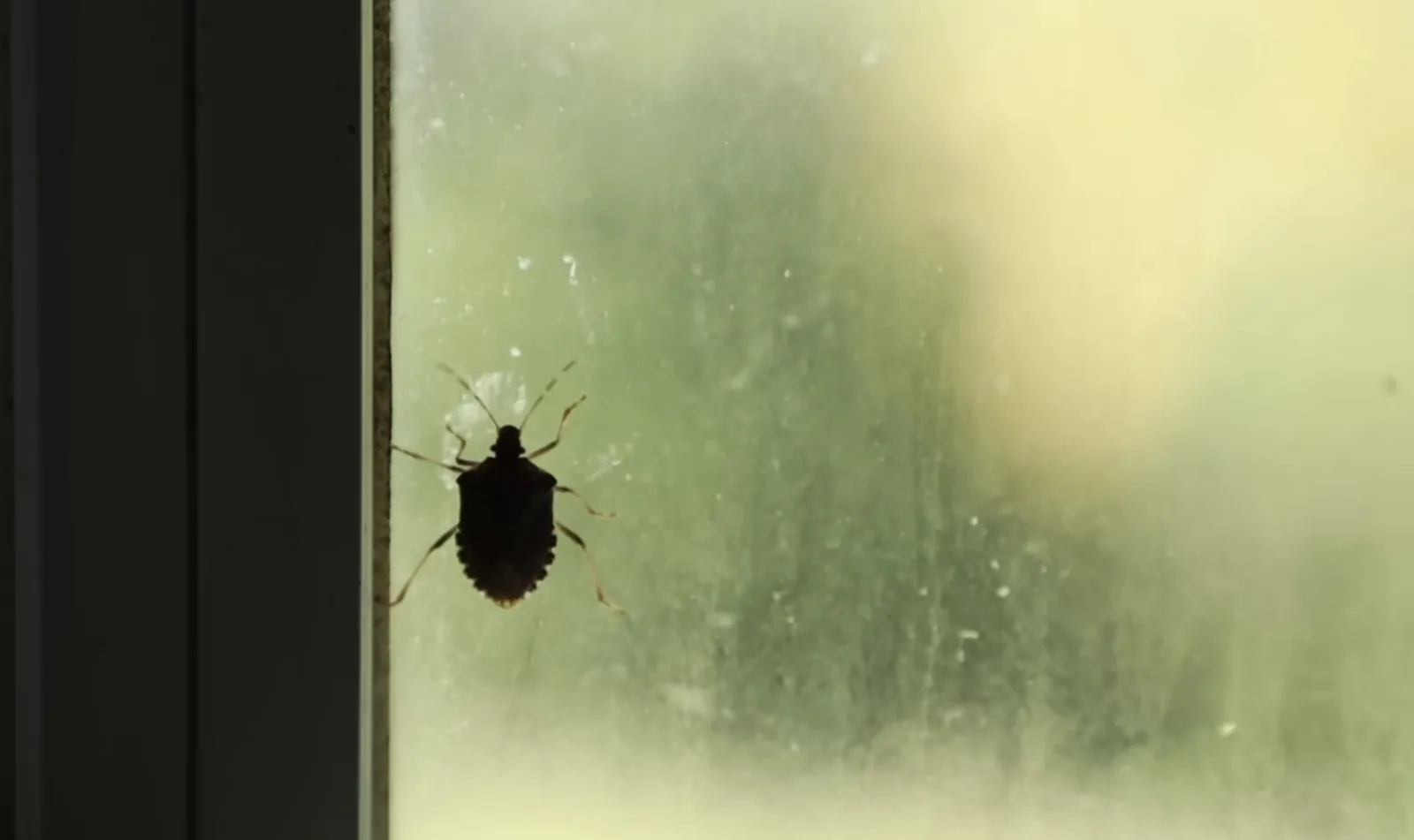 Silhouette of a stink bug on a bright window