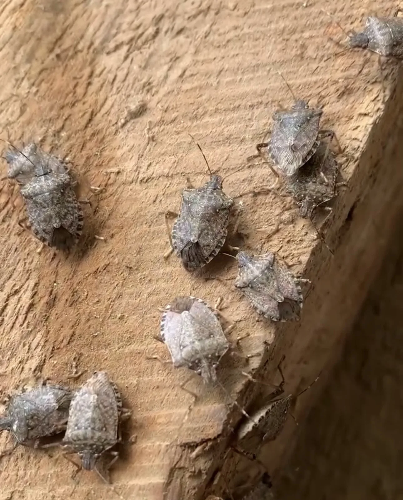A group of brown marmorated stink bugs clustered together on a pile of old barn wood