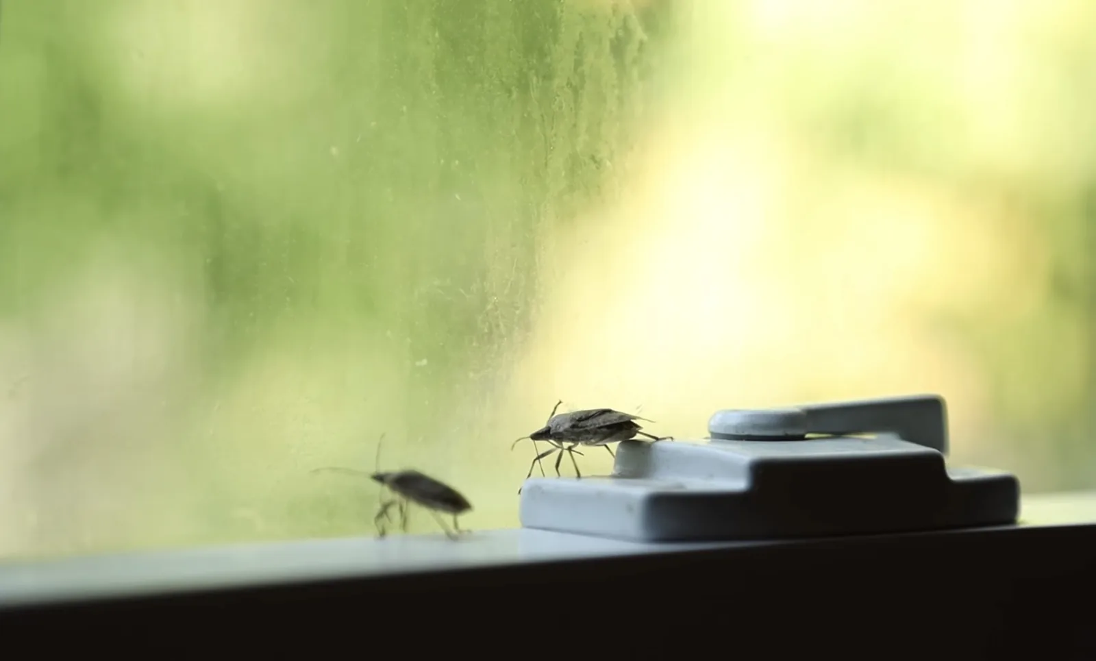 Two stink bugs on a window sill next to a window lock